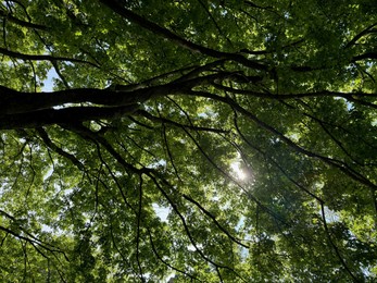 Photo of Beautiful tree crown with green leaves as background, closeup