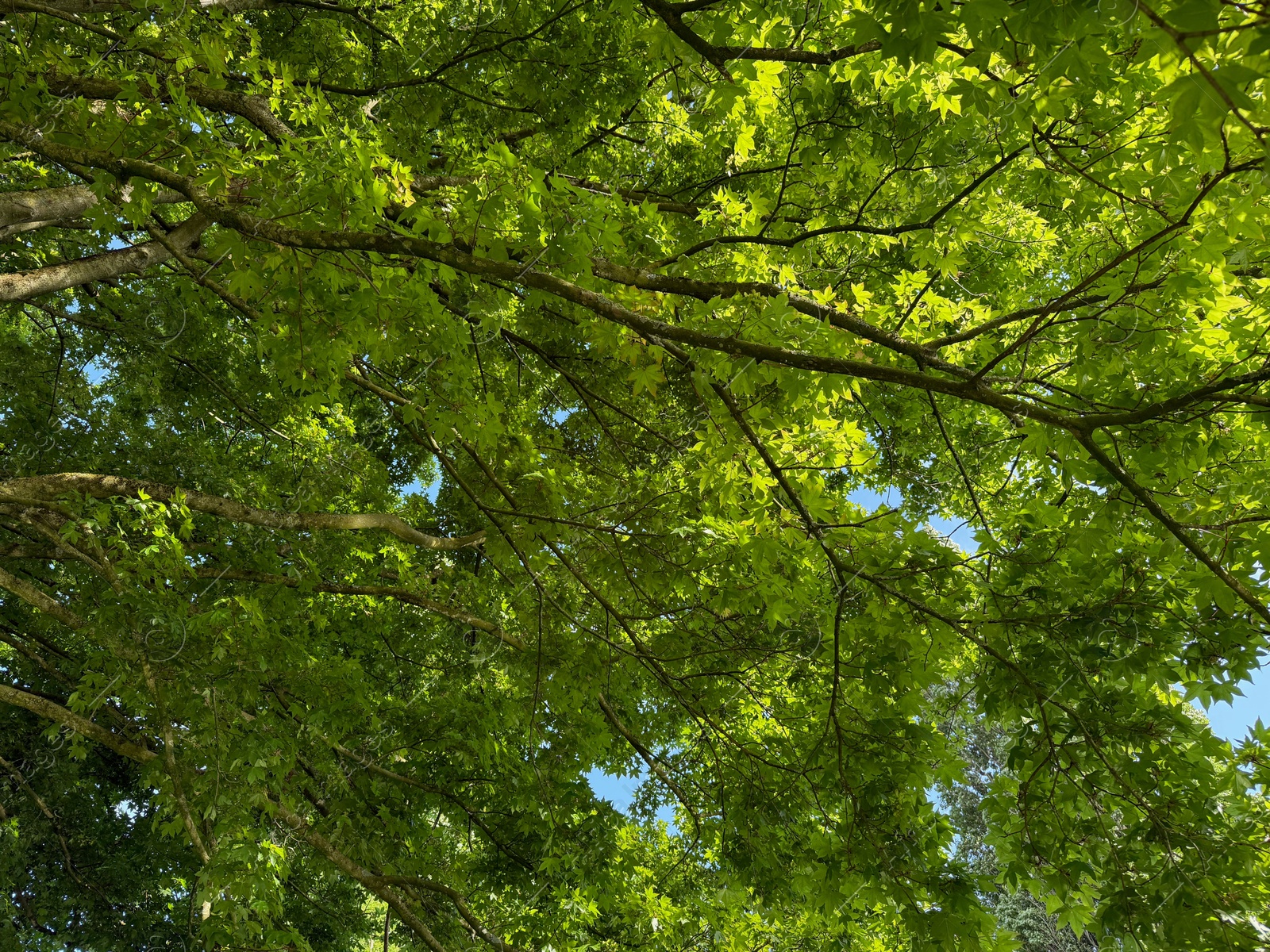 Beautiful tree crown with green leaves as background, closeup Photo of Beautiful tree crown with green leaves as background, closeup