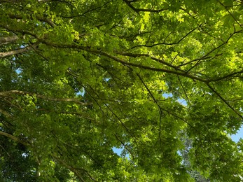 Photo of Beautiful tree crown with green leaves as background, closeup