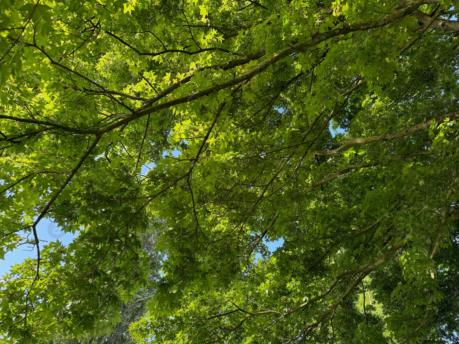 Beautiful tree crown with green leaves as background, closeup Photo of Beautiful tree crown with green leaves as background, closeup