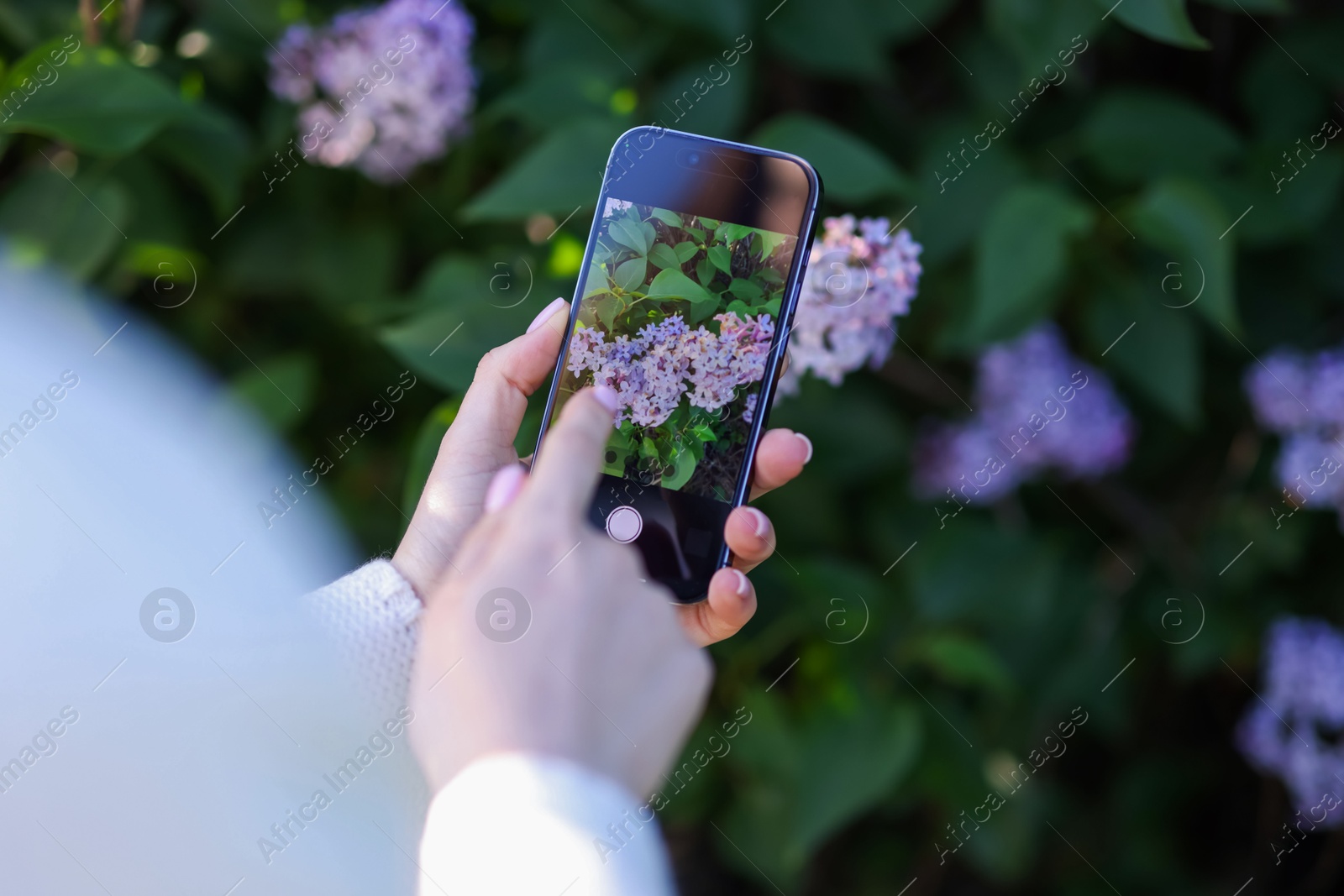 Woman using plant recognition application on smartphone outdoors, closeup Photo of Woman using plant recognition application on smartphone outdoors, closeup