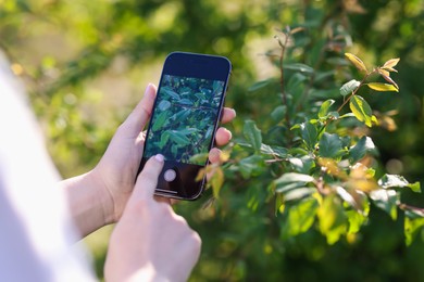 Photo of Woman using plant recognition application on smartphone outdoors, closeup