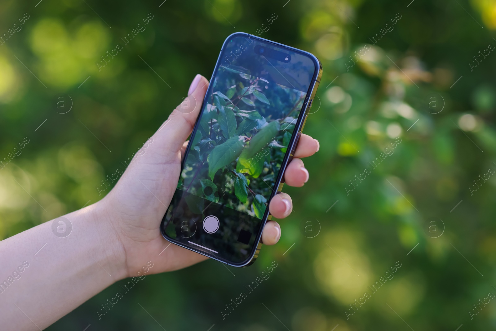 Woman using plant recognition application on smartphone outdoors, closeup Photo of Woman using plant recognition application on smartphone outdoors, closeup