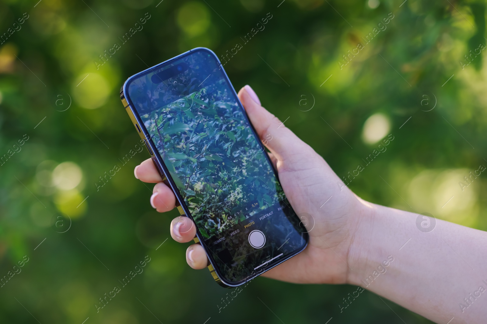 Woman using plant recognition application on smartphone outdoors, closeup Photo of Woman using plant recognition application on smartphone outdoors, closeup