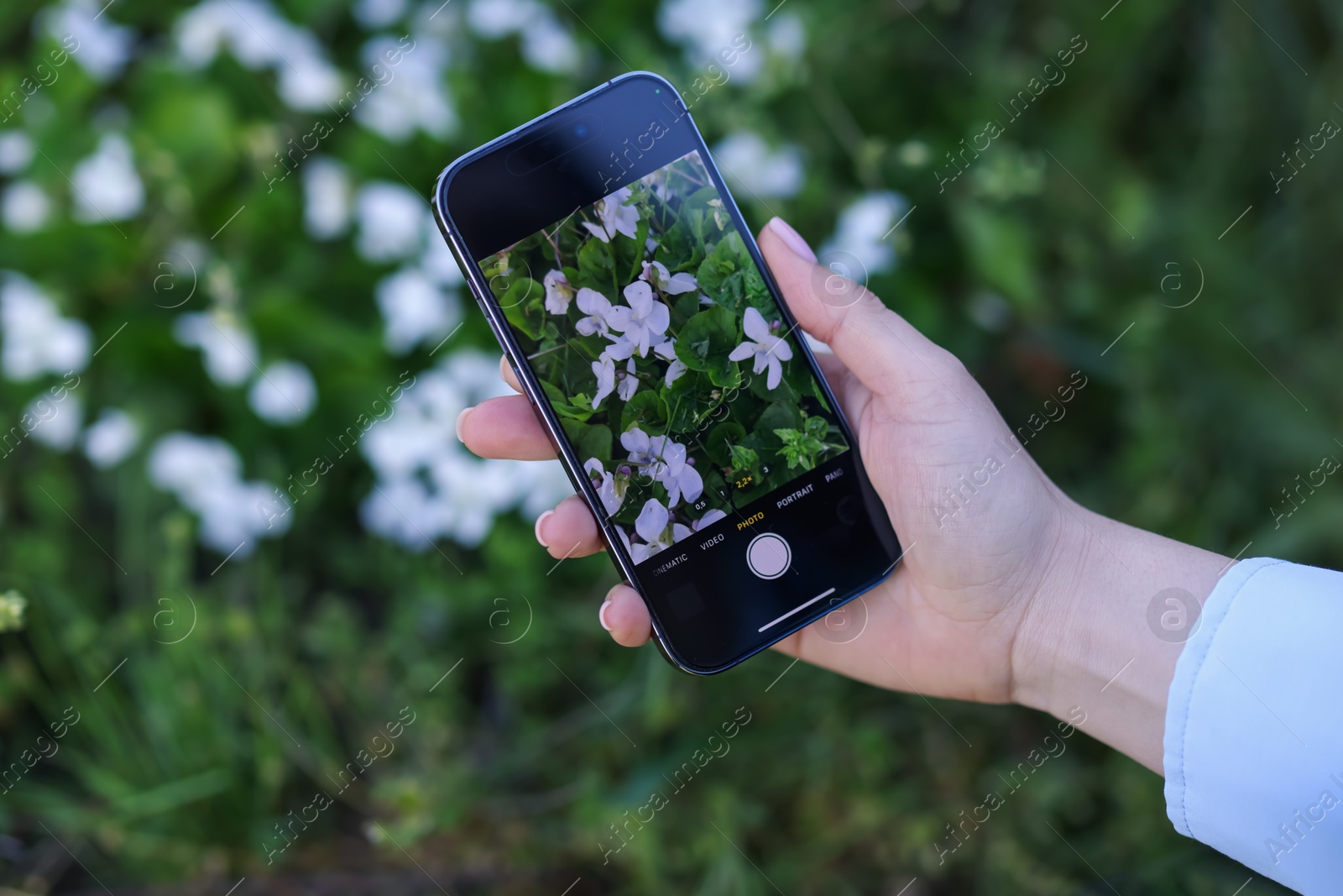 Woman using plant recognition application on smartphone outdoors, closeup Photo of Woman using plant recognition application on smartphone outdoors, closeup
