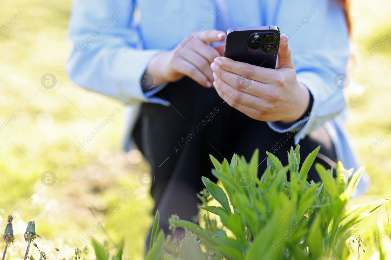 Woman using plant recognition application on smartphone outdoors on sunny day, closeup Photo of Woman using plant recognition application on smartphone outdoors on sunny day, closeup