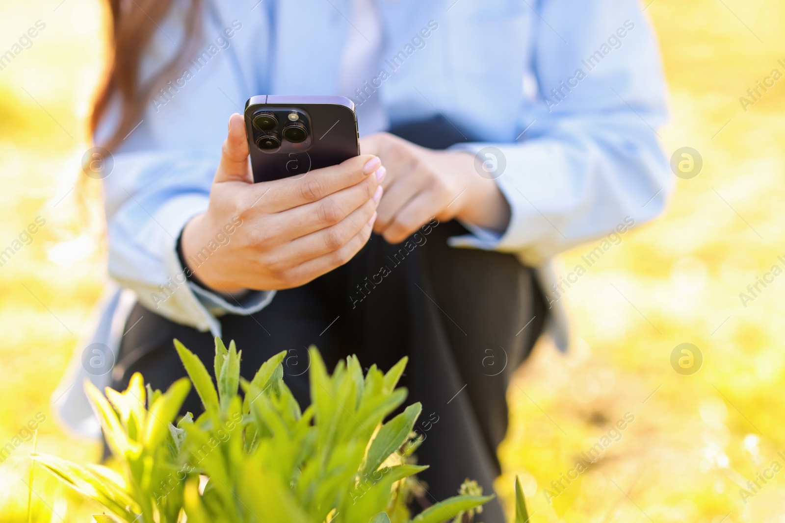Woman using plant recognition application on smartphone outdoors on sunny day, closeup Photo of Woman using plant recognition application on smartphone outdoors on sunny day, closeup