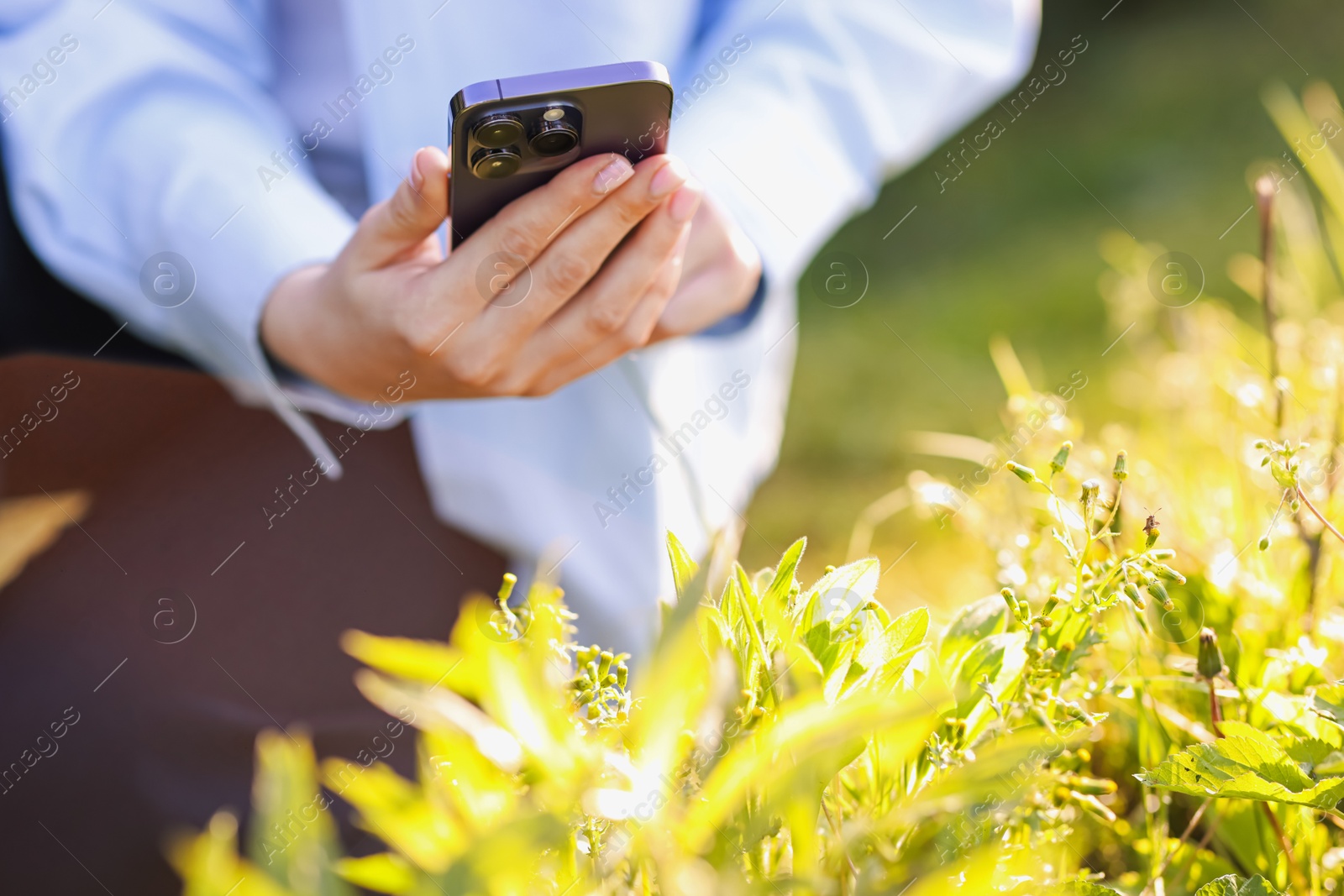 Woman using plant recognition application on smartphone outdoors on sunny day, closeup Photo of Woman using plant recognition application on smartphone outdoors on sunny day, closeup