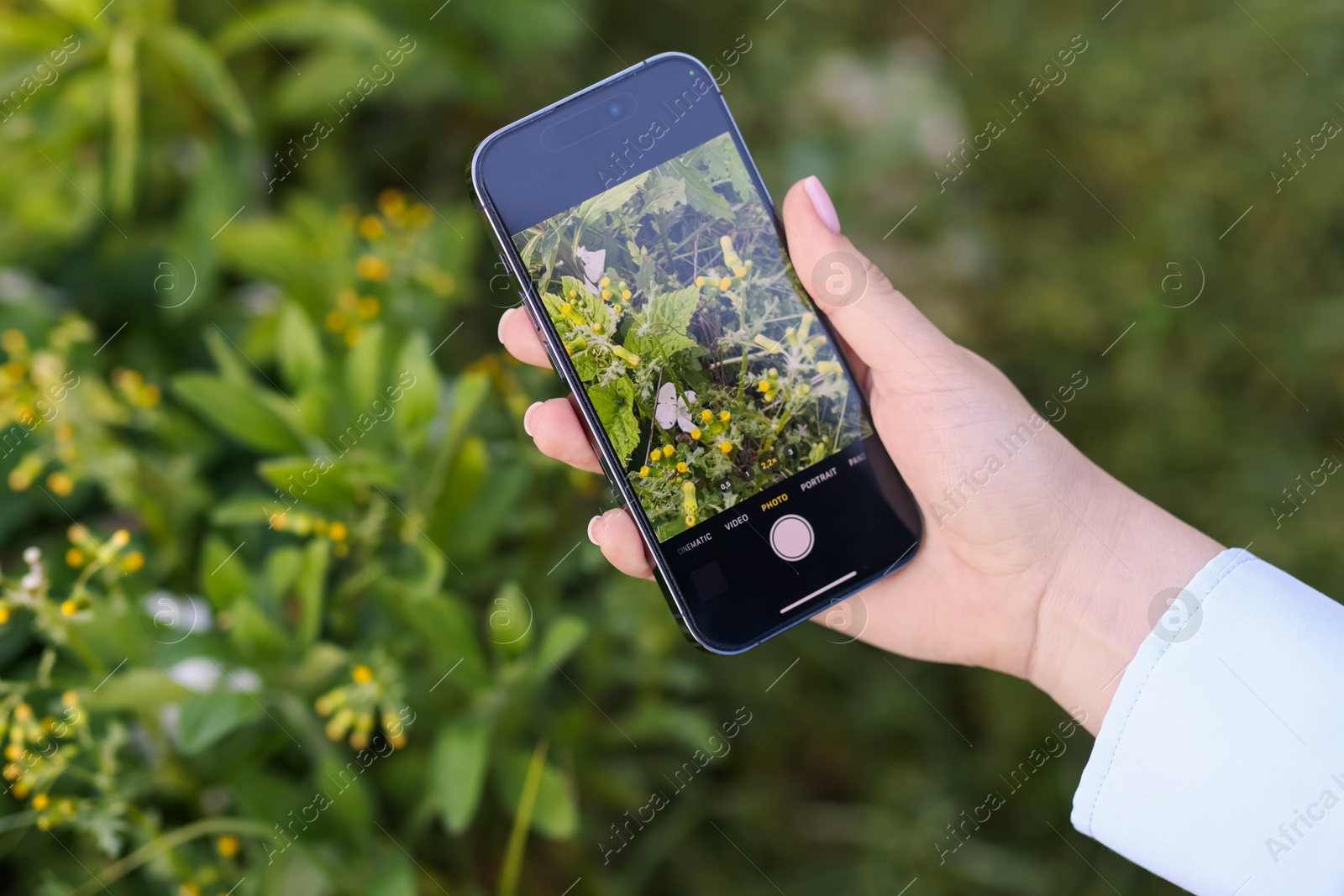 Woman using plant recognition application on smartphone outdoors, closeup Photo of Woman using plant recognition application on smartphone outdoors, closeup