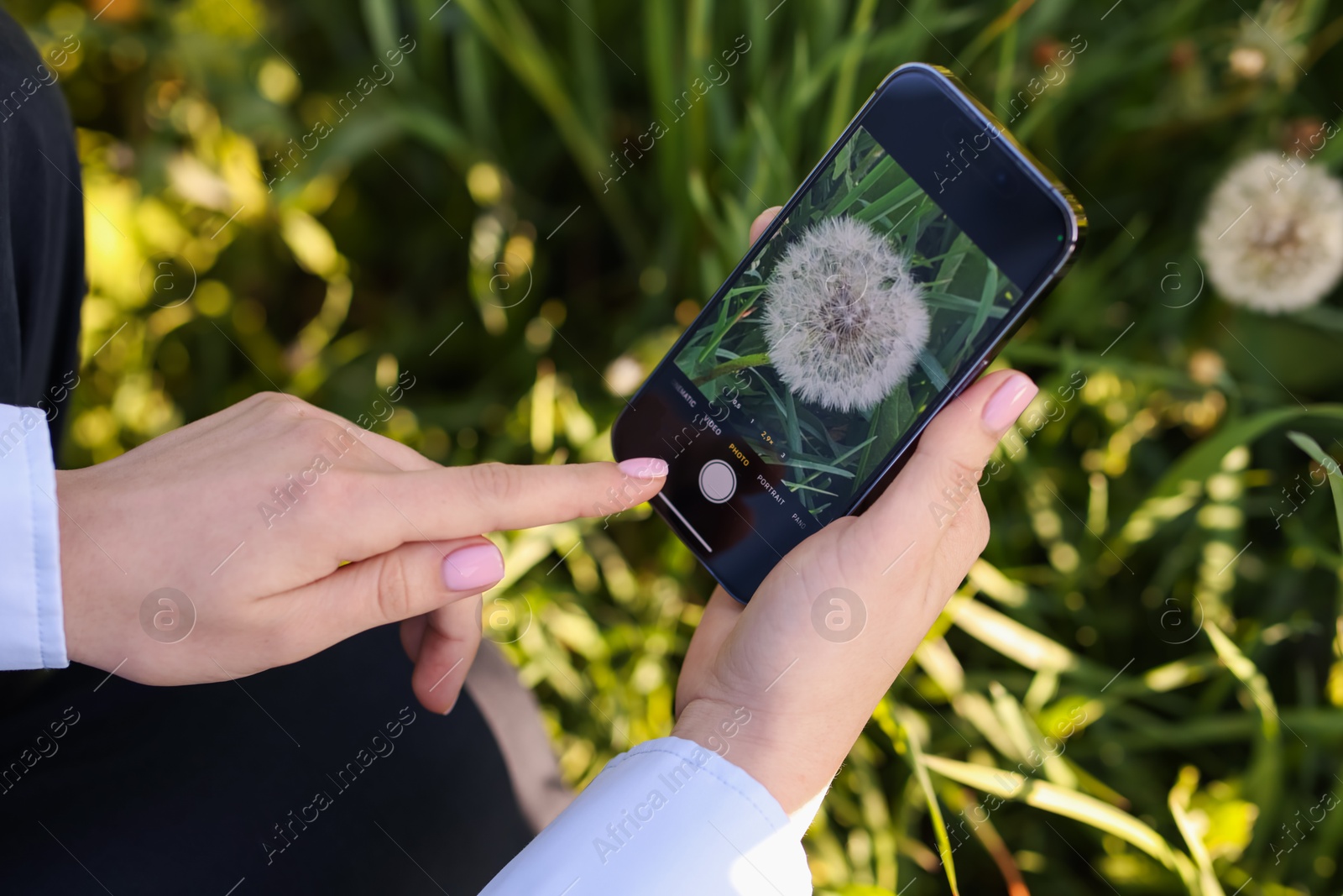 Woman using plant recognition application on smartphone outdoors, closeup Photo of Woman using plant recognition application on smartphone outdoors, closeup