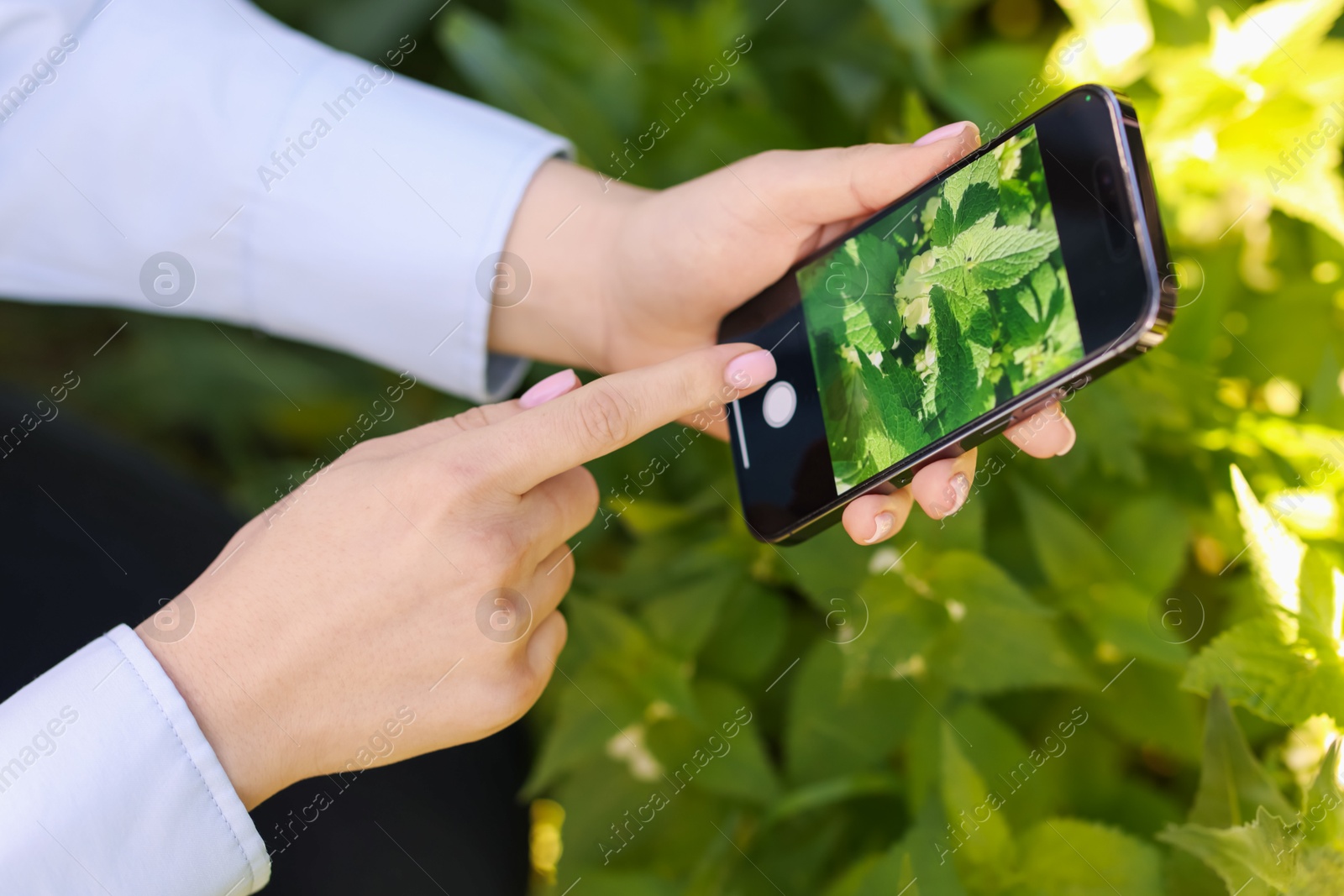 Woman using plant recognition application on smartphone outdoors, closeup Photo of Woman using plant recognition application on smartphone outdoors, closeup