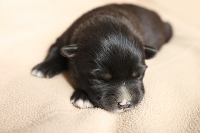 Photo of One tiny puppy sleeping on beige blanket, closeup