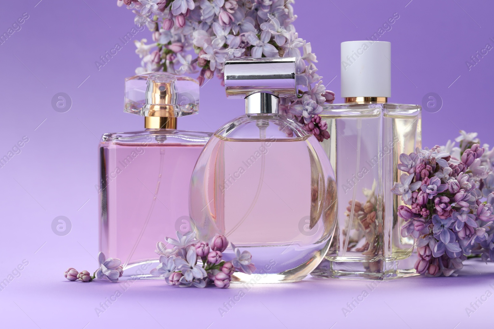 Bottles with perfumes and lilac flowers on purple gradient background, closeup Photo of Bottles with perfumes and lilac flowers on purple gradient background, closeup