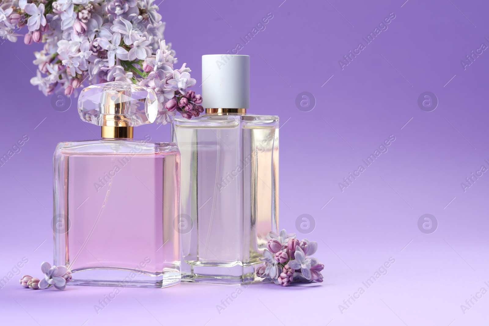 Bottles with perfumes and lilac flowers on purple gradient background, closeup. Space for text Photo of Bottles with perfumes and lilac flowers on purple gradient background, closeup. Space for text