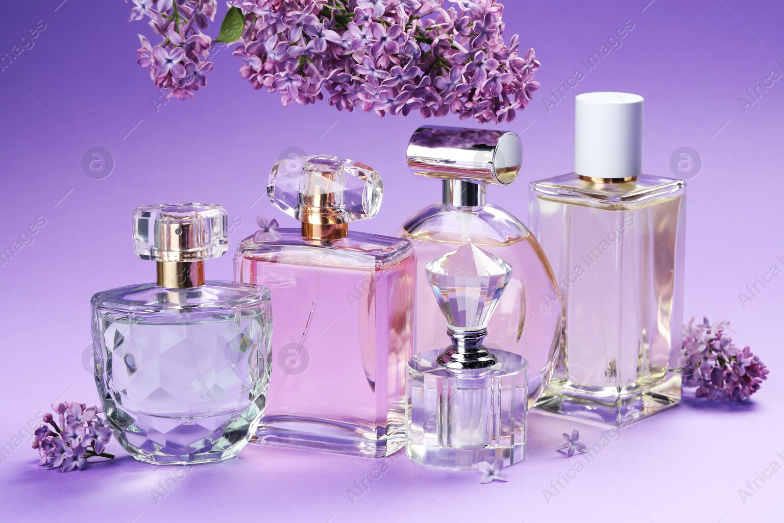 Bottles with perfumes and lilac flowers on purple gradient background, closeup Photo of Bottles with perfumes and lilac flowers on purple gradient background, closeup