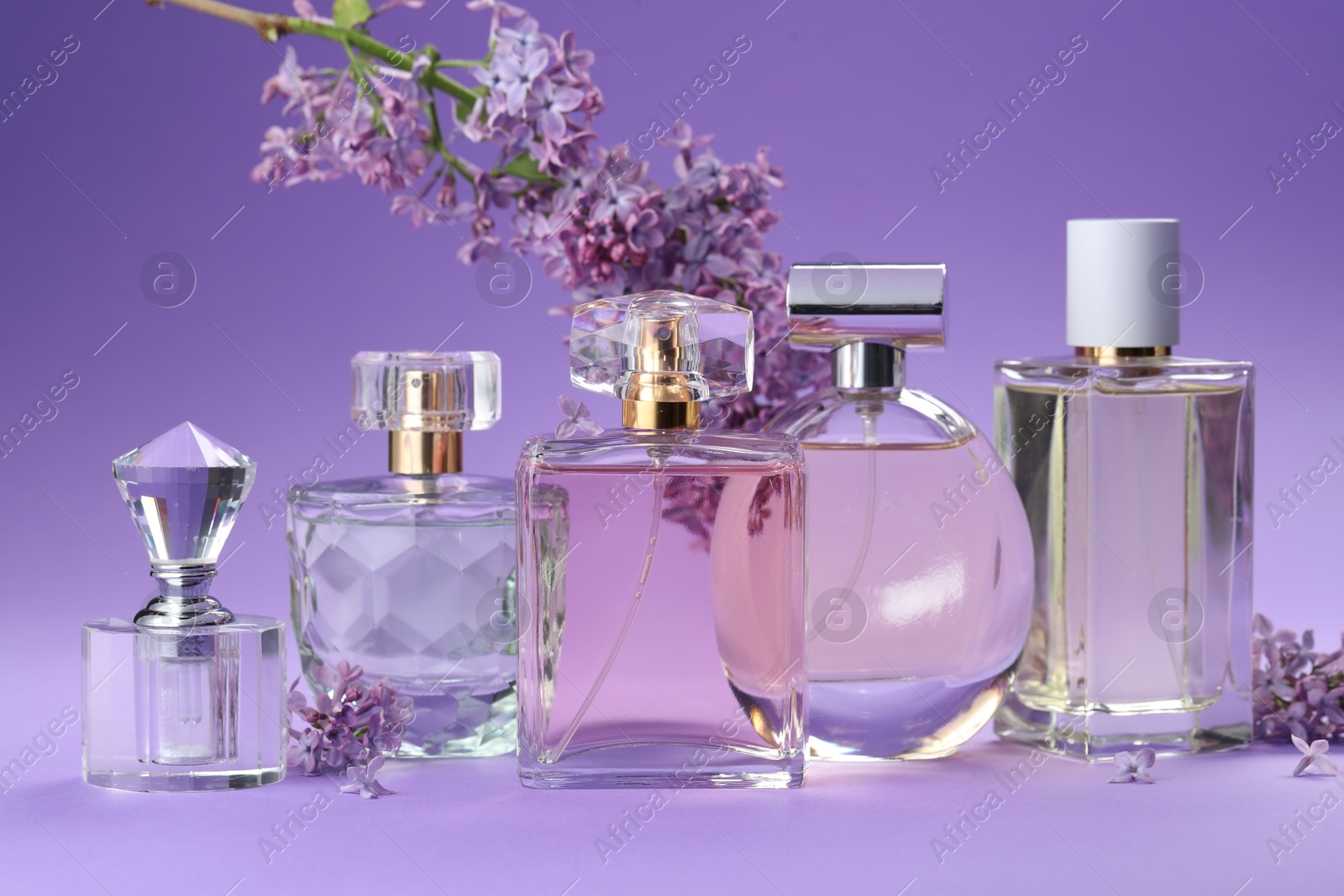 Bottles with perfumes and lilac flowers on purple gradient background, closeup Photo of Bottles with perfumes and lilac flowers on purple gradient background, closeup