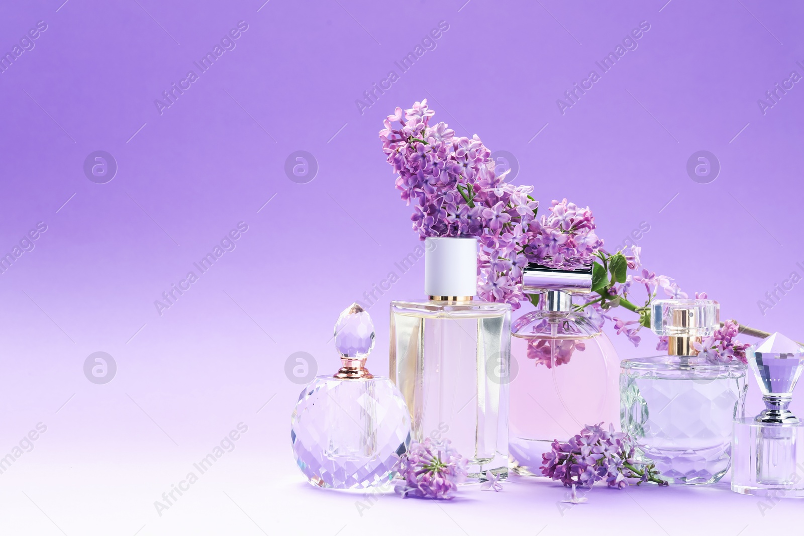 Bottles with perfumes and lilac flowers on purple gradient background, closeup. Space for text Photo of Bottles with perfumes and lilac flowers on purple gradient background, closeup. Space for text
