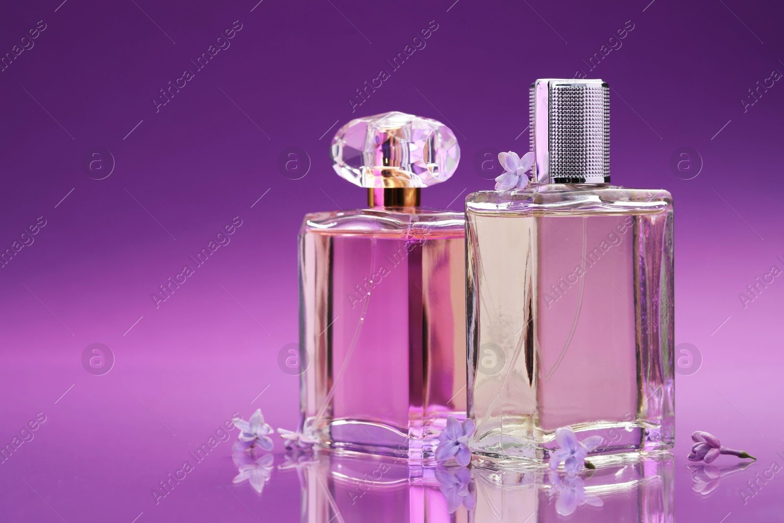 Bottles with perfumes and lilac flowers on mirror surface against color gradient background, closeup. Space for text Photo of Bottles with perfumes and lilac flowers on mirror surface against color gradient background, closeup. Space for text