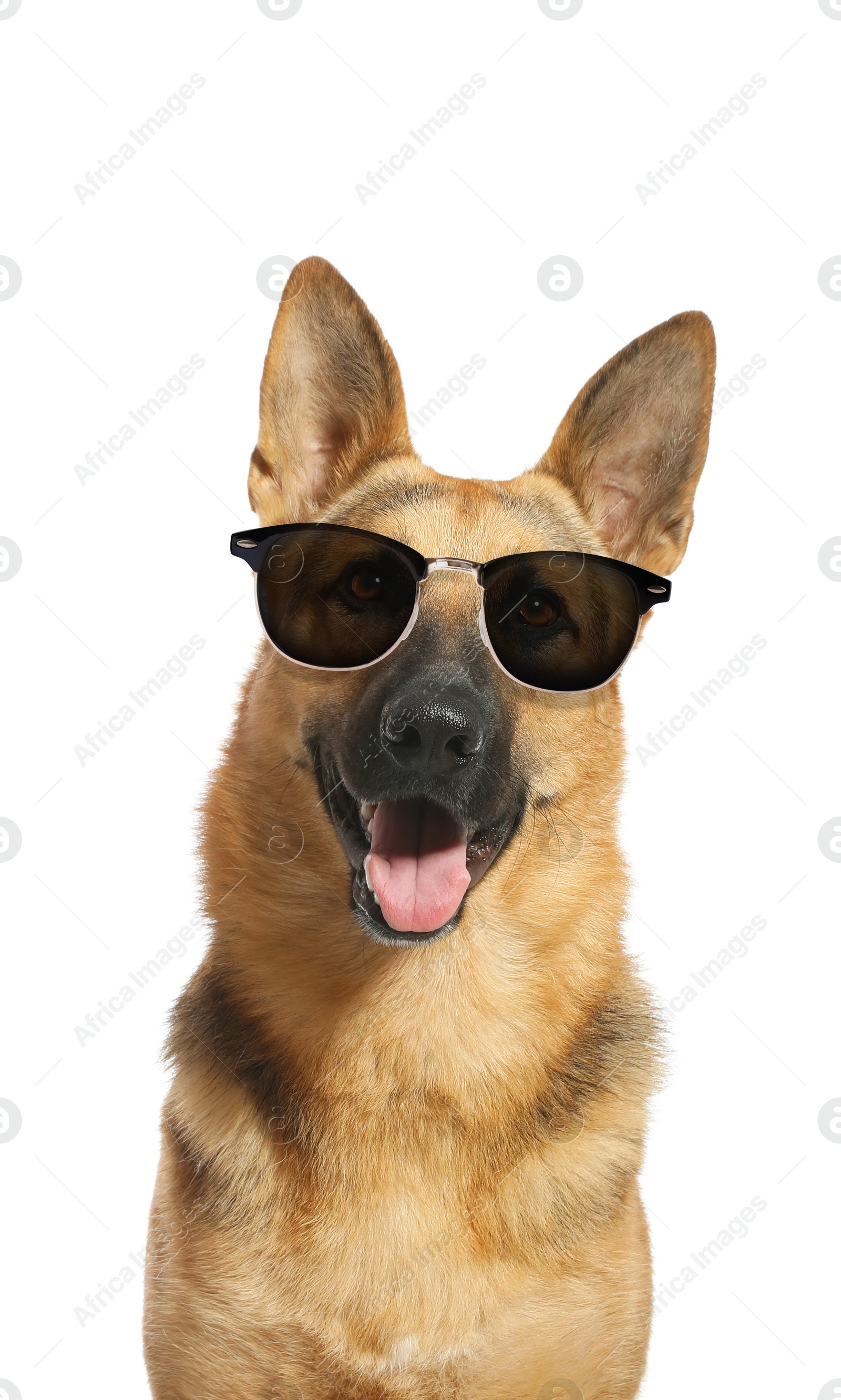 Adorable German Shepherd dog with sunglasses against white background Image of Adorable German Shepherd dog with sunglasses against white background