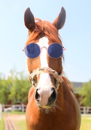 Image of Cute horse with sunglasses outdoors on sunny day