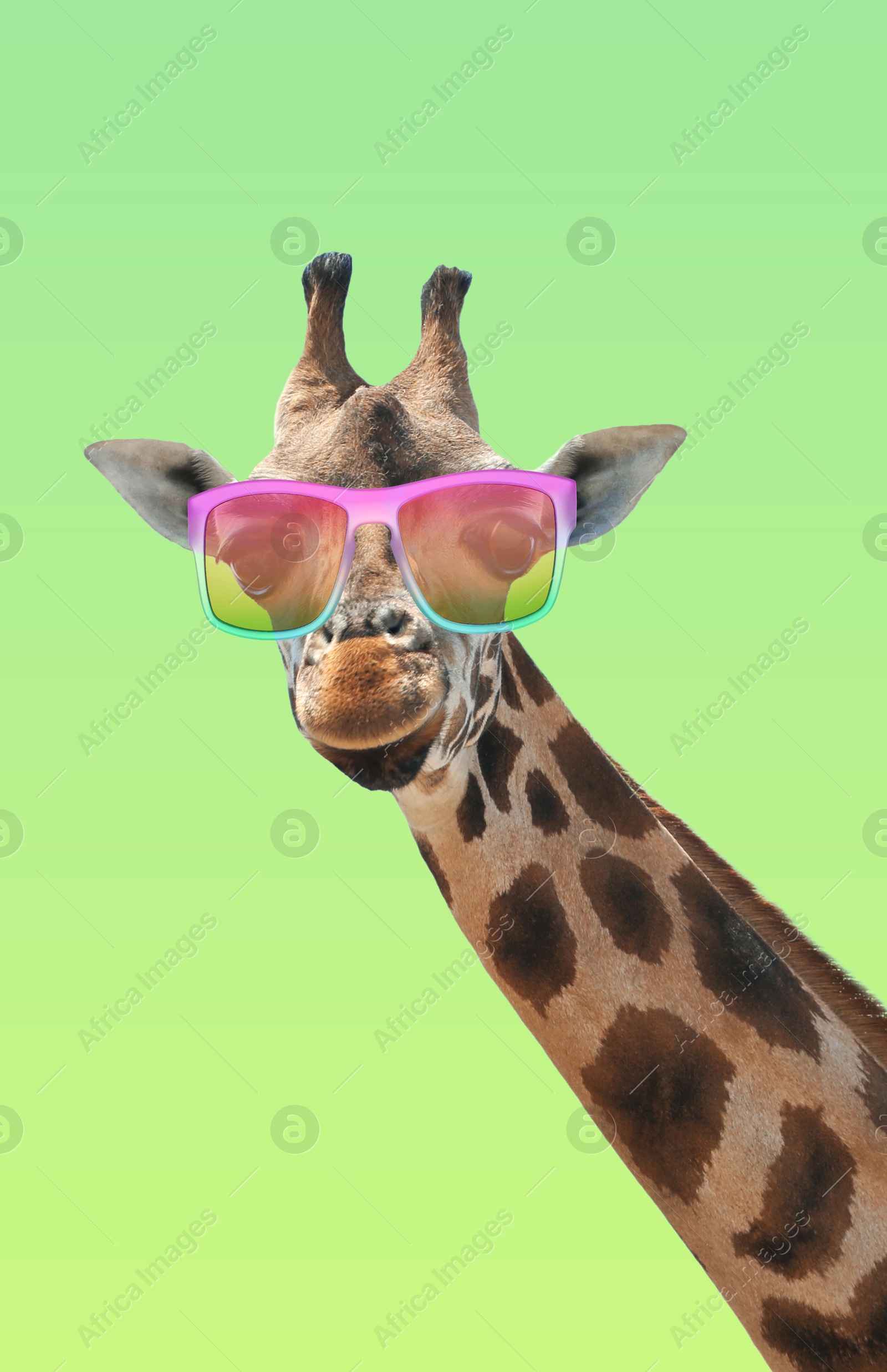 Cute giraffe with sunglasses against green gradient background Image of Cute giraffe with sunglasses against green gradient background