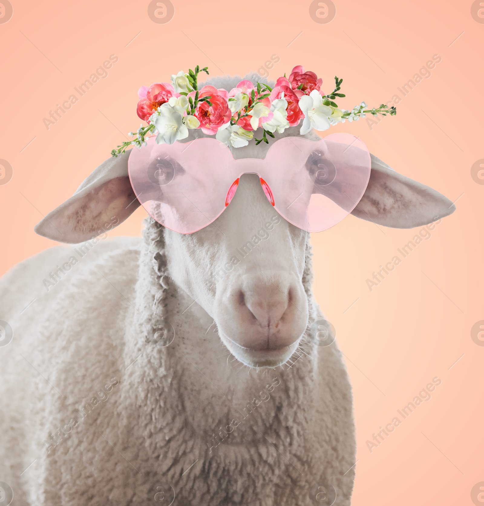 Adorable sheep with pink heart-shaped sunglasses and flower wreath against pink beige background Image of Adorable sheep with pink heart-shaped sunglasses and flower wreath against pink beige background