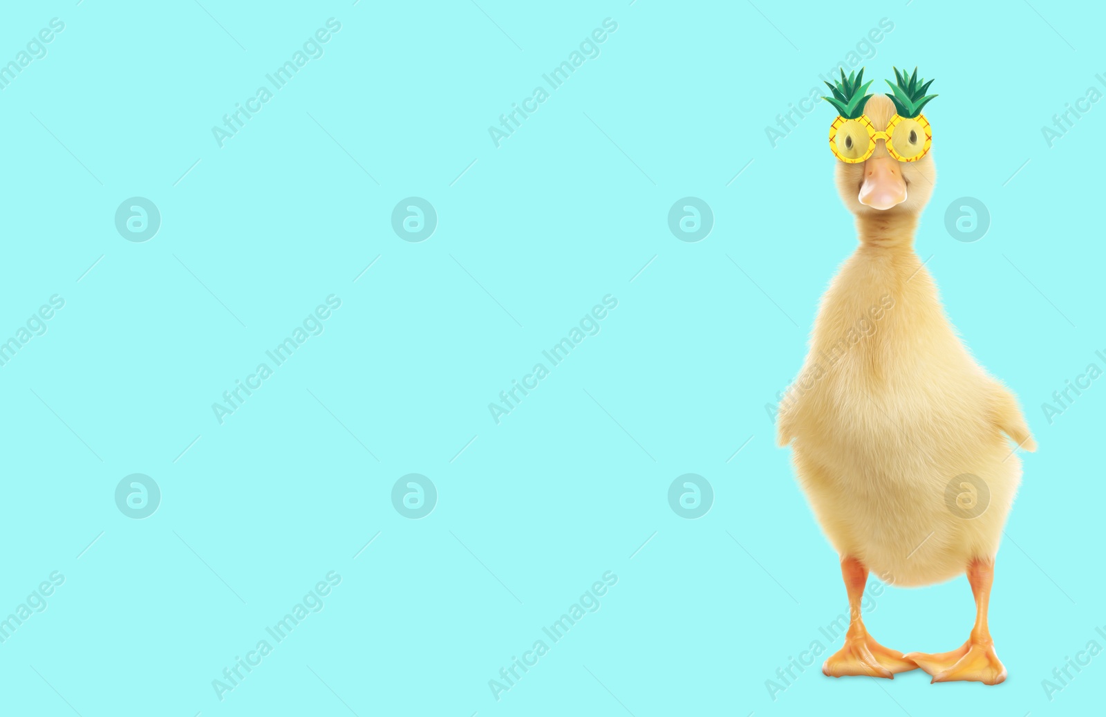 Cute duckling with pineapple sunglasses against light blue background. Banner design with space for text Image of Cute duckling with pineapple sunglasses against light blue background. Banner design with space for text