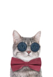 Image of Cute cat with sunglasses and bow tie against white background