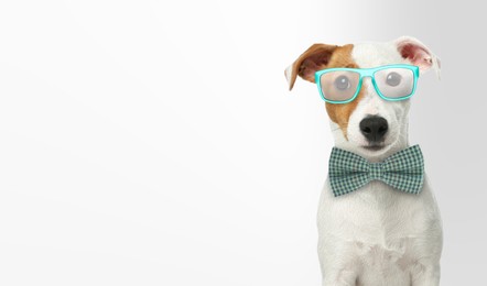Image of Cute Jack Russell terrier with sunglasses and bow tie against white background. Banner design with space for text