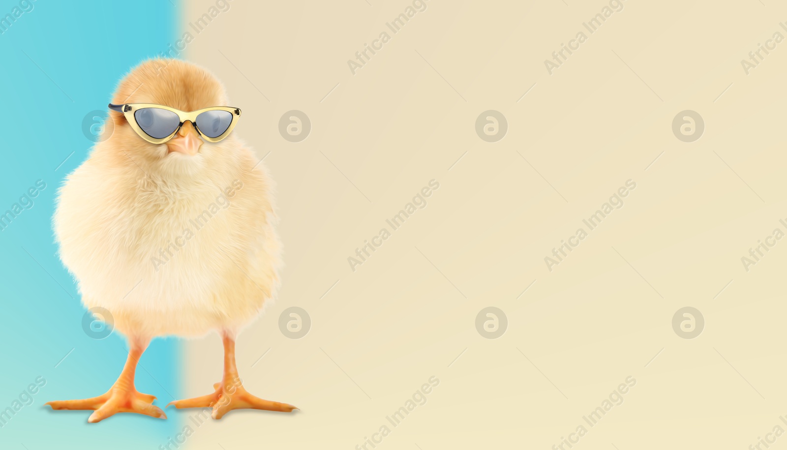 Cute chick with sunglasses against color background. Banner design with space for text Image of Cute chick with sunglasses against color background. Banner design with space for text