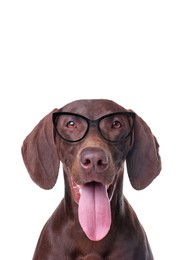 Image of Cute German Pointer dog with sunglasses against white background