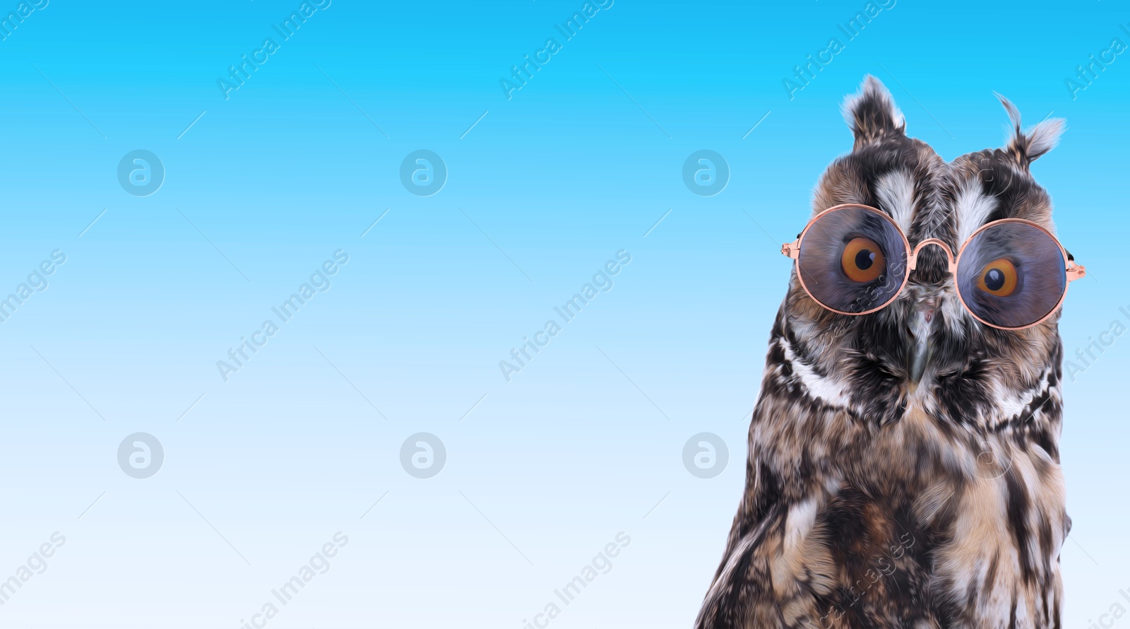 Adorable owl with sunglasses against light blue gradient background. Banner design with space for text Image of Adorable owl with sunglasses against light blue gradient background. Banner design with space for text