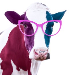 Image of Cute cow with sunglasses against white background. Color toning