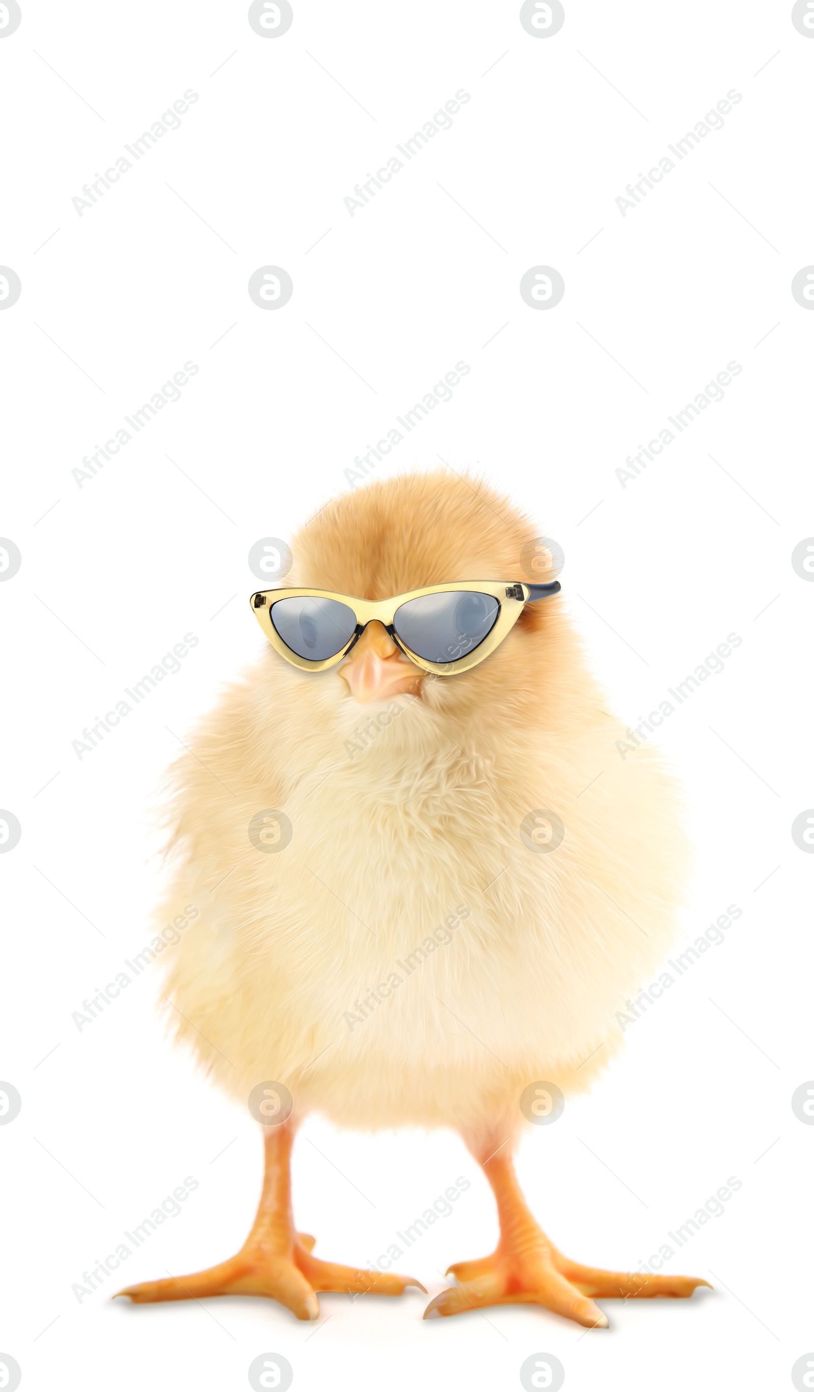 Cute chick with sunglasses against white background Image of Cute chick with sunglasses against white background