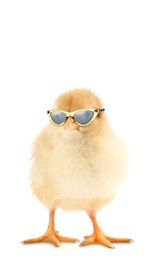 Image of Cute chick with sunglasses against white background