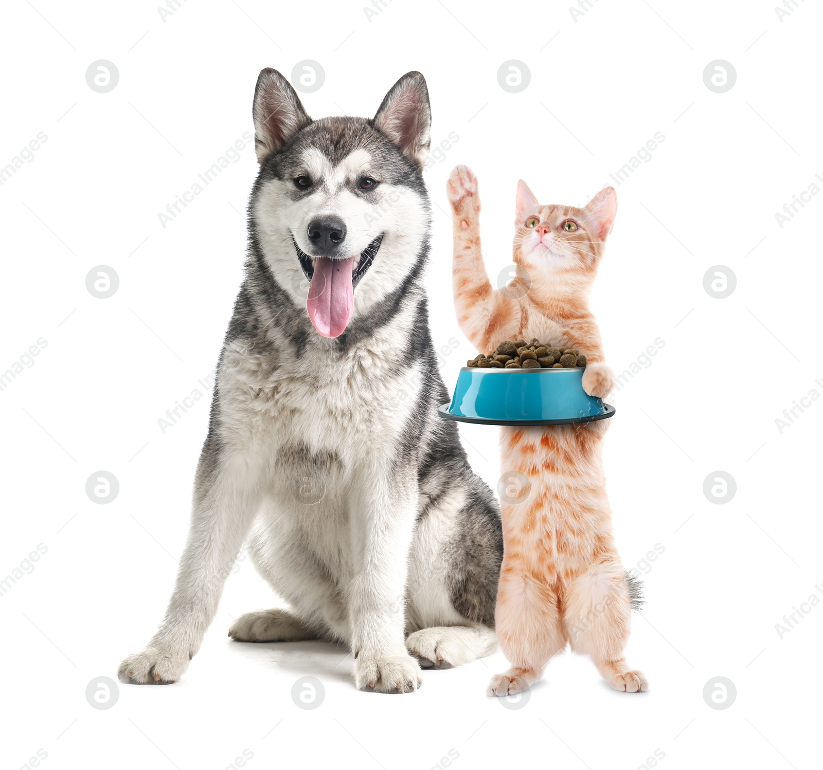 Cat with bowl of dry pet food and dog on white background Image of Cat with bowl of dry pet food and dog on white background