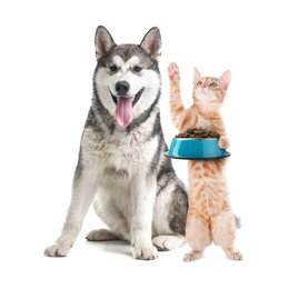 Image of Cat with bowl of dry pet food and dog on white background
