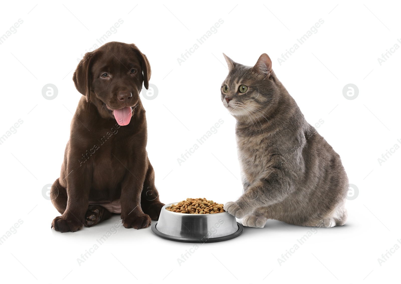 Adorable cat and puppy with bowl of dry pet food on white background Image of Adorable cat and puppy with bowl of dry pet food on white background