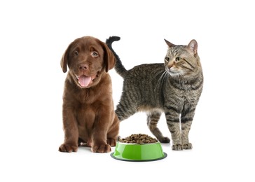 Image of Adorable cat and puppy with bowl of dry pet food on white background