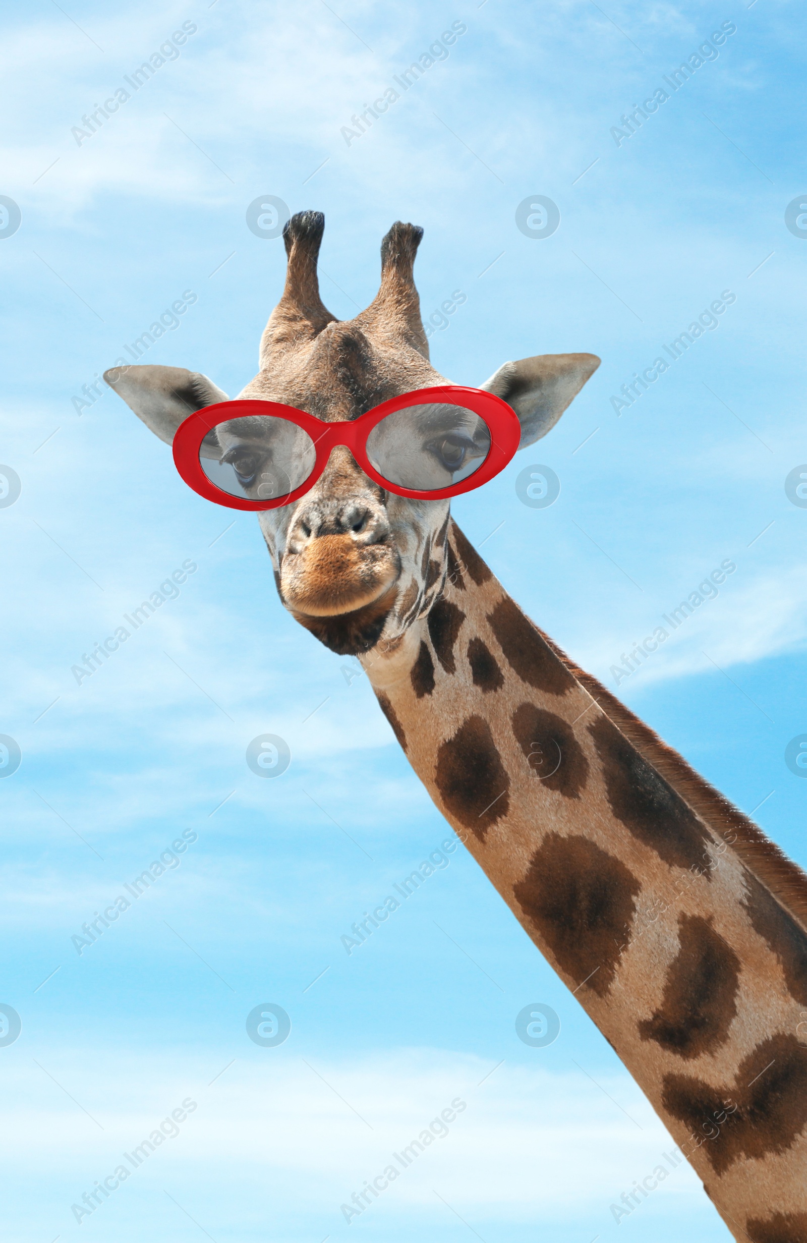 Cute giraffe with sunglasses against blue sky with clouds Image of Cute giraffe with sunglasses against blue sky with clouds