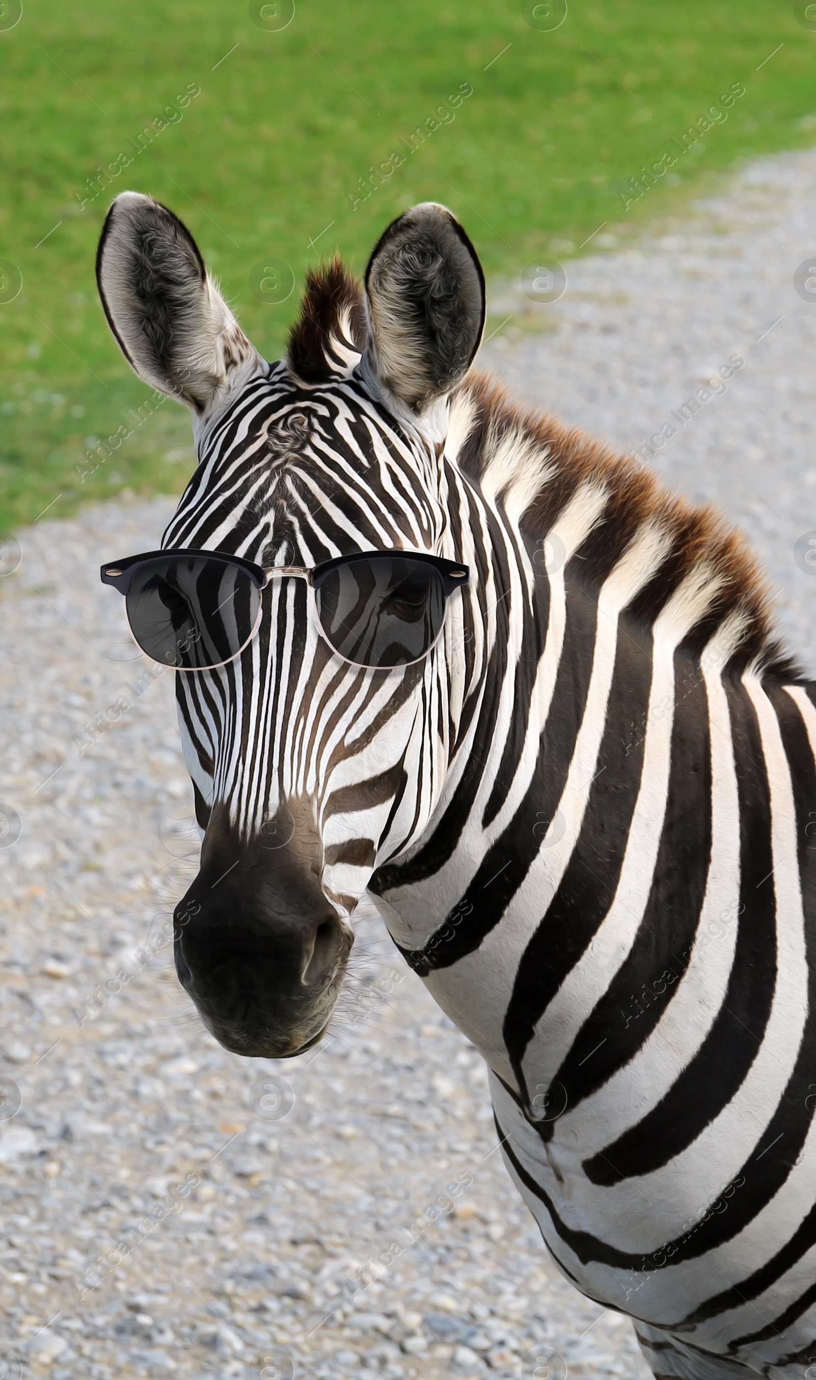 Cute striped zebra with black sunglasses outdoors Image of Cute striped zebra with black sunglasses outdoors