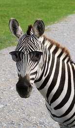 Image of Cute striped zebra with black sunglasses outdoors