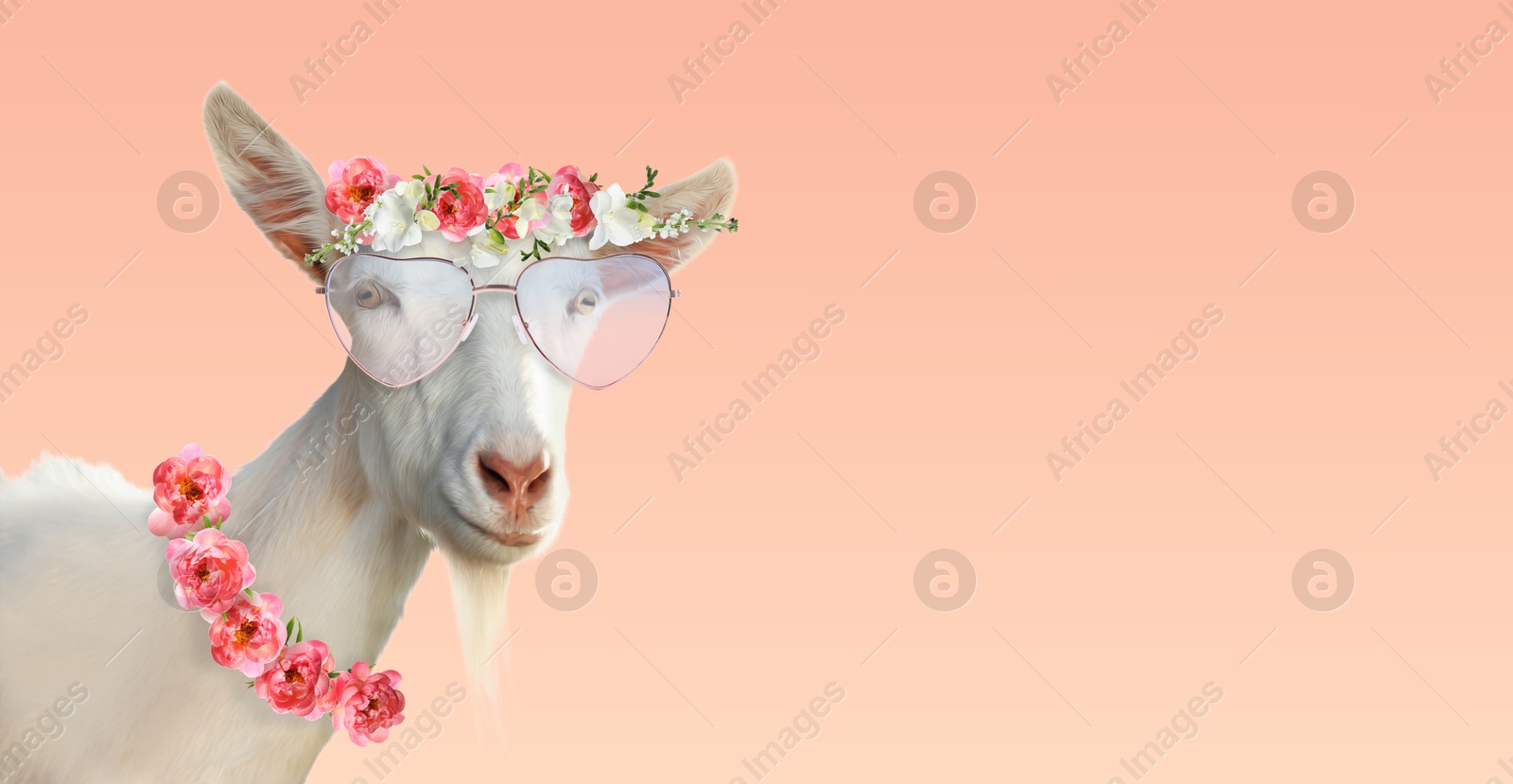 Cute goat with heart-shaped sunglasses and flower wreaths against pink gradient background. Banner design with space for text Image of Cute goat with heart-shaped sunglasses and flower wreaths against pink gradient background. Banner design with space for text