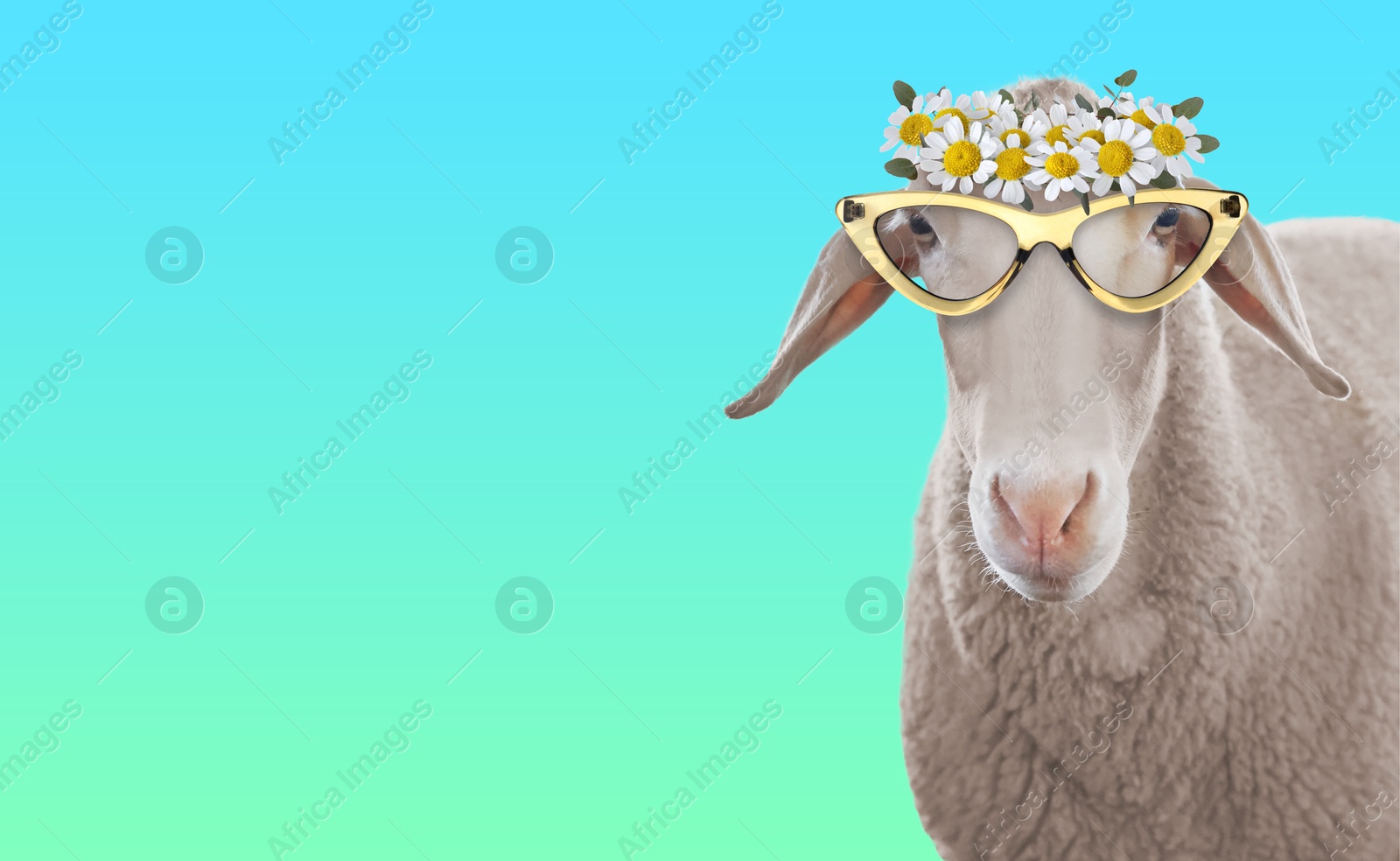 Adorable sheep with sunglasses and flower wreath against turquoise gradient background. Banner design with space for text Image of Adorable sheep with sunglasses and flower wreath against turquoise gradient background. Banner design with space for text