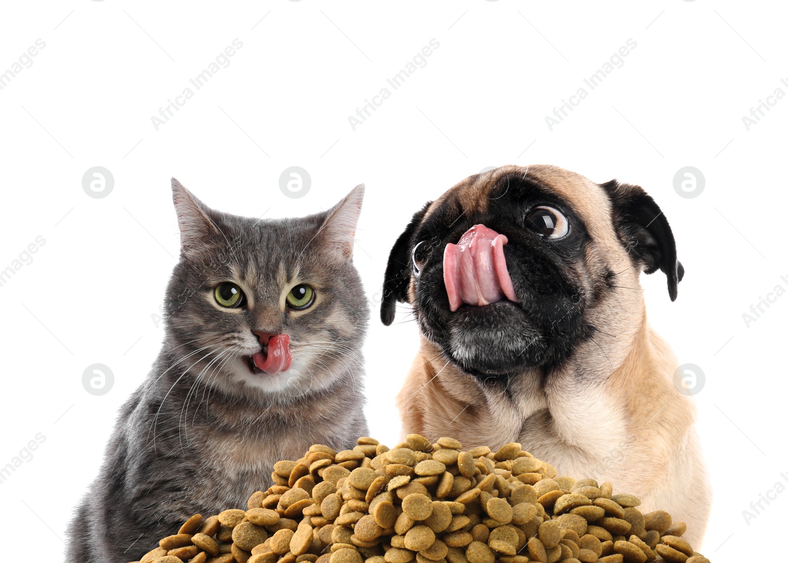 Adorable dog and cat with pile of dry pet food on white background Image of Adorable dog and cat with pile of dry pet food on white background