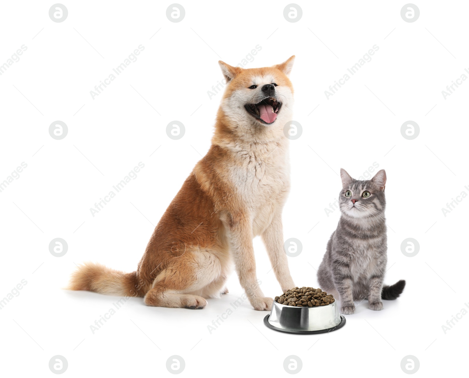 Adorable dog and cat with bowl of dry pet food on white background Image of Adorable dog and cat with bowl of dry pet food on white background