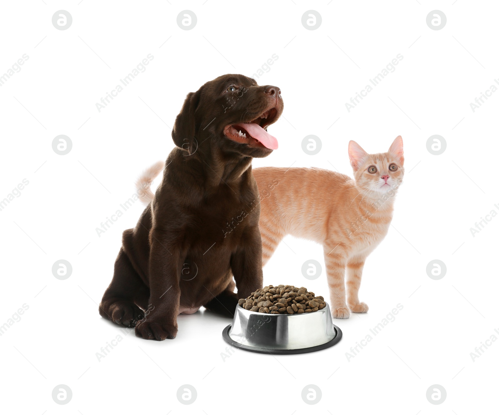 Adorable cat and puppy with bowl of dry pet food on white background Image of Adorable cat and puppy with bowl of dry pet food on white background