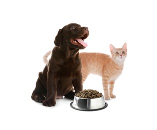Image of Adorable cat and puppy with bowl of dry pet food on white background