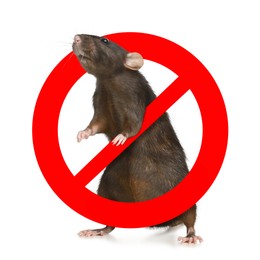 Image of Little rat with red prohibition sign on white background. Pest control