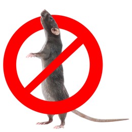 Image of Little rat with red prohibition sign on white background. Pest control